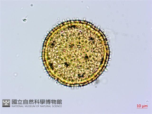 縮葉黃細心藏品圖，第2張