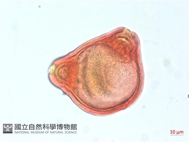 合歡柳葉菜藏品圖，第3張