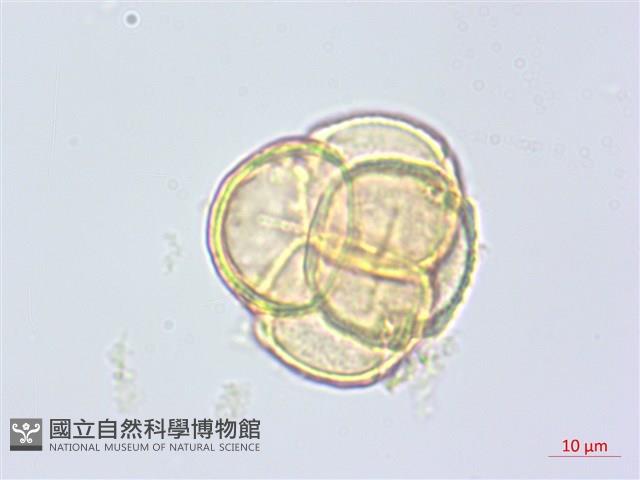 玉山鹿蹄草藏品圖，第2張
