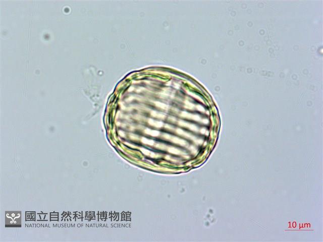 金不換、金牛草藏品圖，第2張