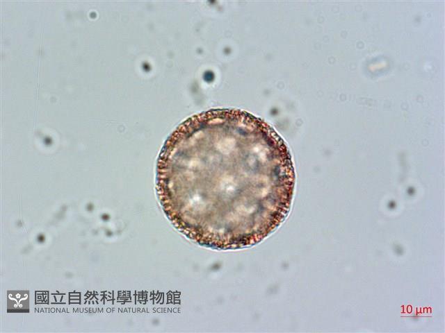 玉山蠅子草藏品圖，第3張