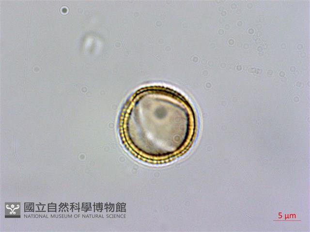 台灣筷子芥藏品圖，第3張