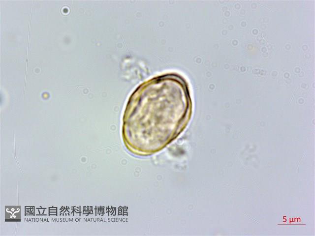 登錄號:S006573藏品圖，第2張