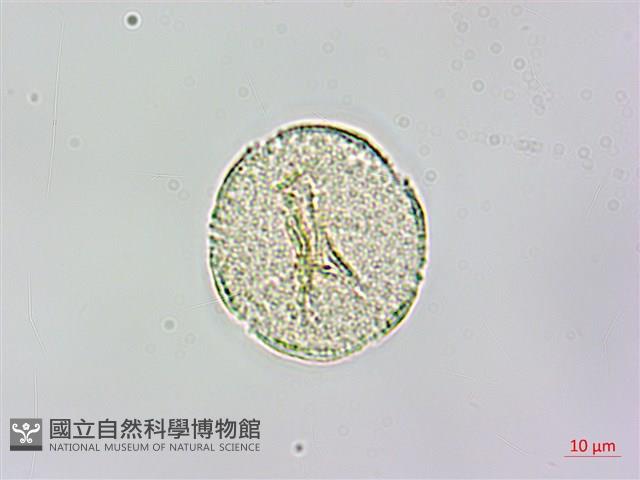水辣菜、禺毛茛藏品圖，第2張