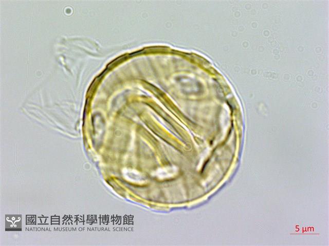 圓錐花遠志藏品圖，第2張