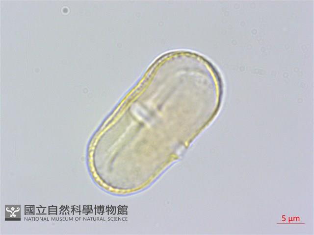 玉山當歸藏品圖，第2張