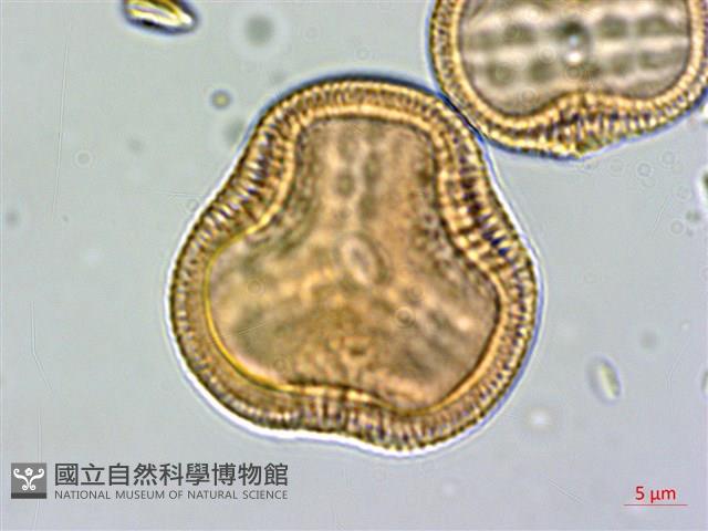 爵床藏品圖，第2張
