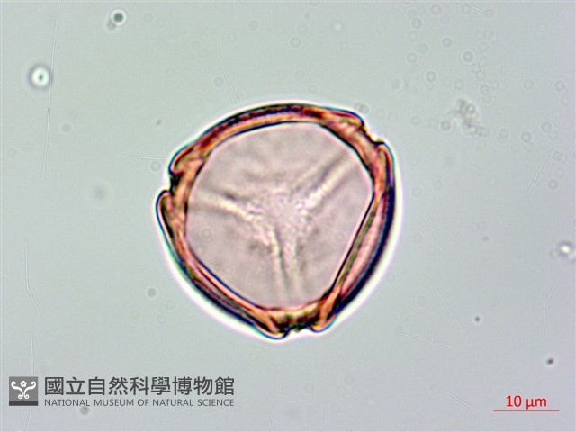 長果月橘藏品圖，第3張