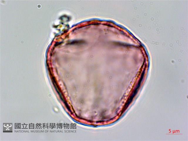 臺灣黃菫藏品圖，第2張