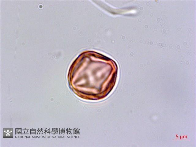 台灣佛甲草、石板菜藏品圖，第3張