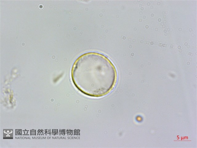 密花苧麻、木苧麻藏品圖，第2張