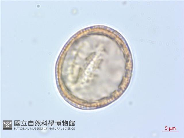 巴氏鐵線蓮藏品圖，第2張