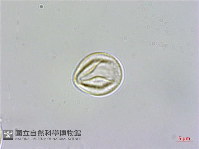 佩羅特木藏品圖，第2張