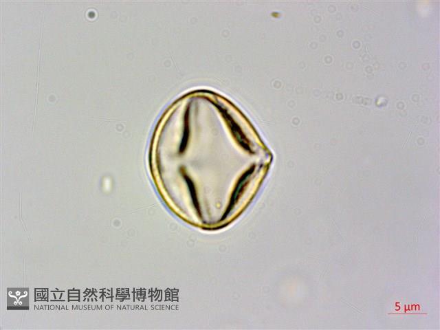 刺莓藏品圖，第2張