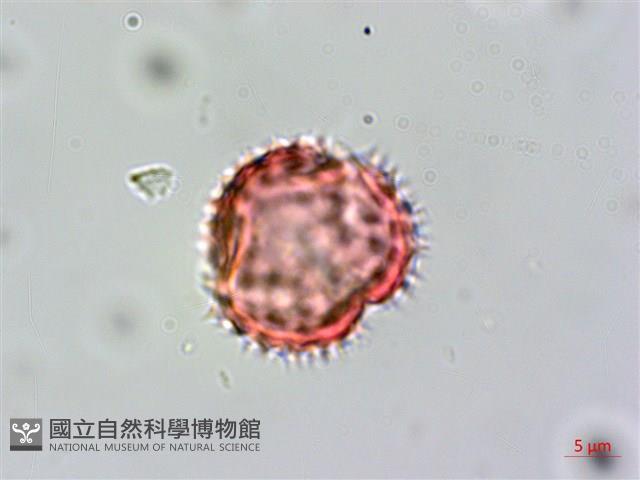 野茼蒿藏品圖，第3張