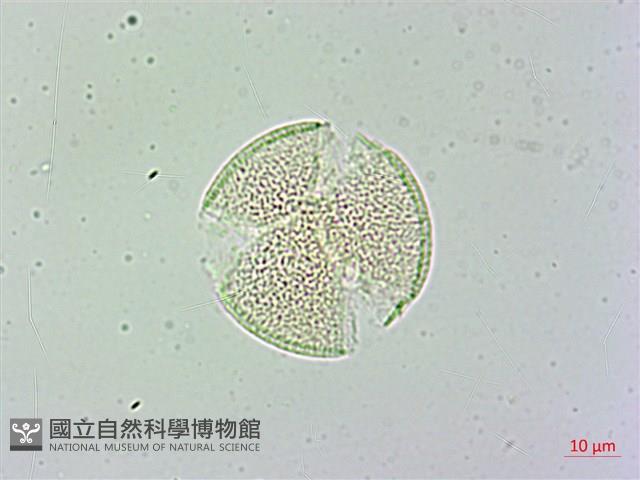 日本商陸、圓果商陸藏品圖，第2張