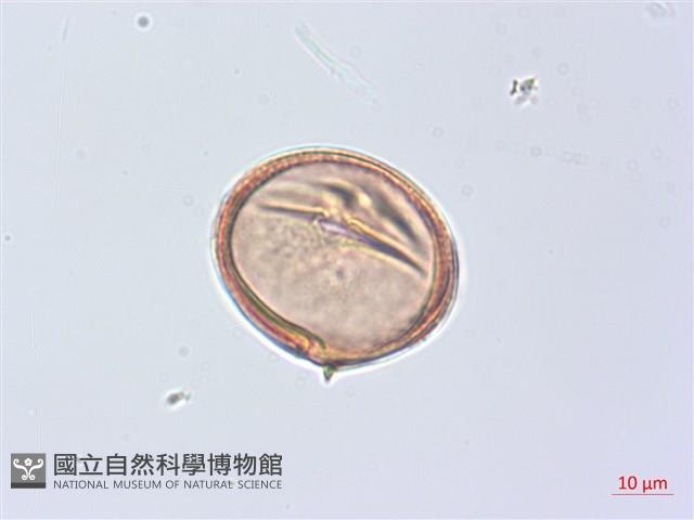 廣東山葡萄藏品圖，第2張