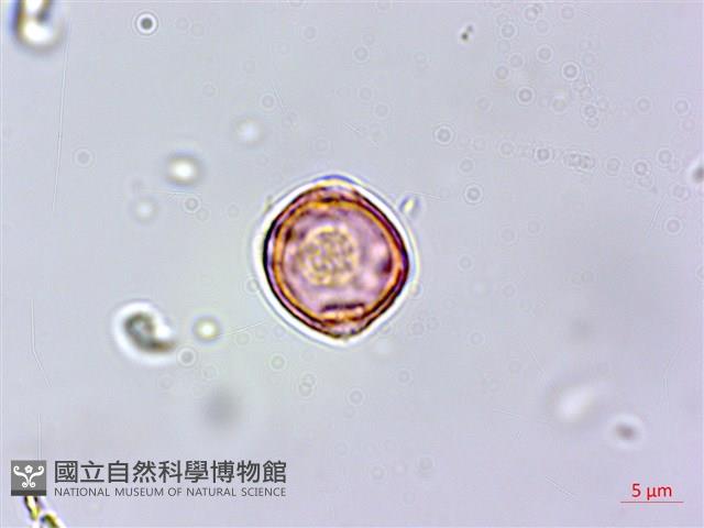 紅頭鐵莧、蘭嶼鐵莧藏品圖，第3張