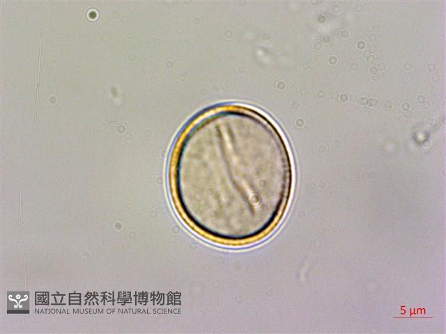 石菖蒲藏品圖，第2張