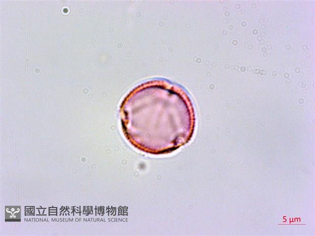 嘴葉鉤藤、鉤藤藏品圖，第2張