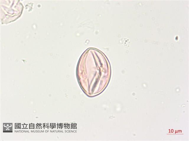 燈籠草藏品圖，第3張