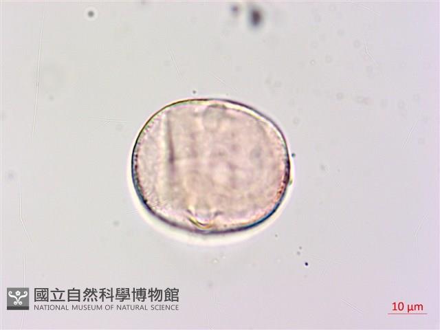 狗尾草藏品圖，第3張