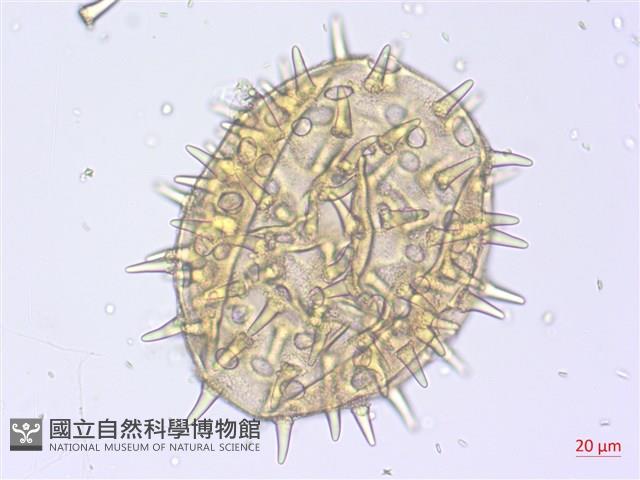 黃蜀葵, 蘭嶼香葵藏品圖，第2張