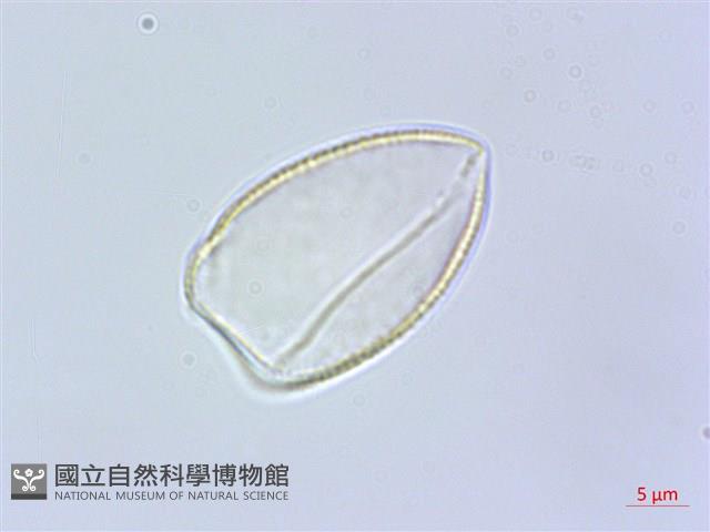 束心蘭藏品圖，第2張