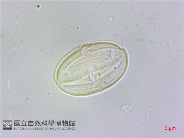 岩生秋海棠藏品圖，第2張