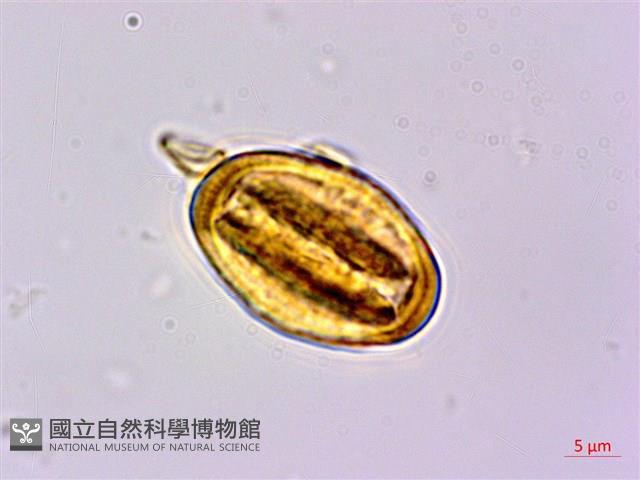 粗葉懸鉤子藏品圖，第3張