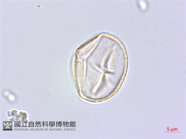 雙子野百合藏品圖，第2張