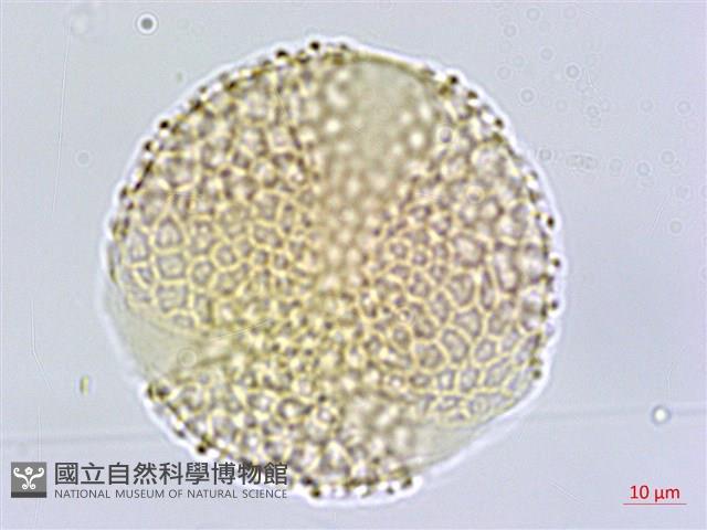 壺花莢迷藏品圖，第2張