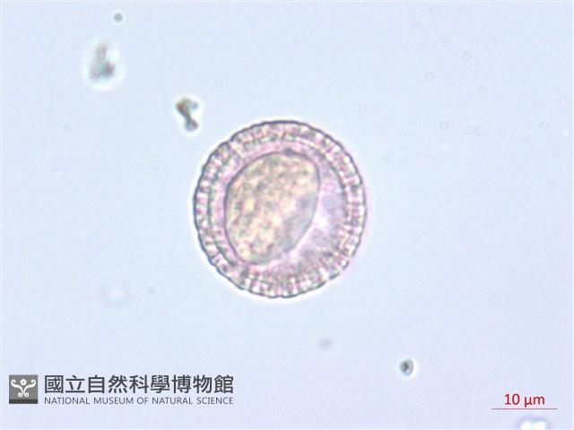 南嶺蕘花藏品圖，第3張