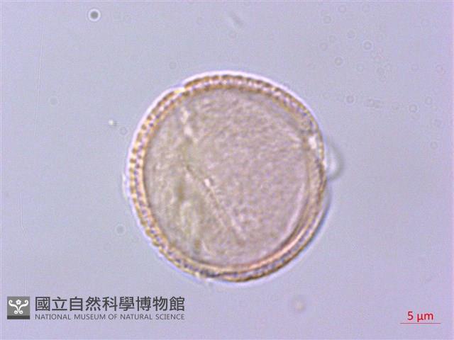 灰背清風藤藏品圖，第2張