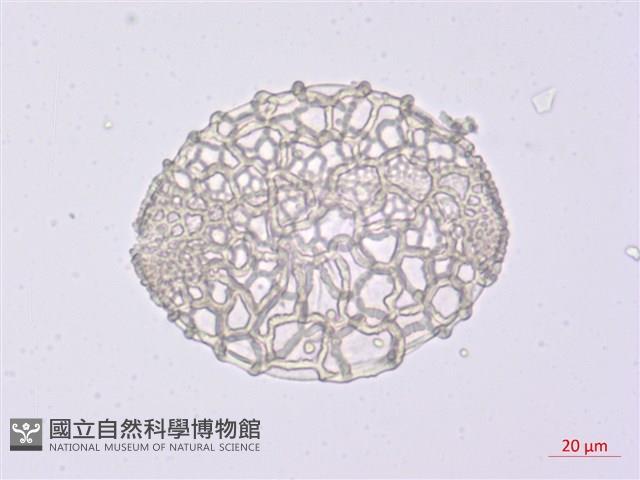 臺灣百合藏品圖，第2張