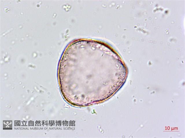 臺灣油點草藏品圖，第2張