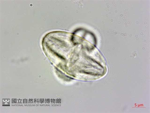溪頭秋海棠藏品圖，第3張