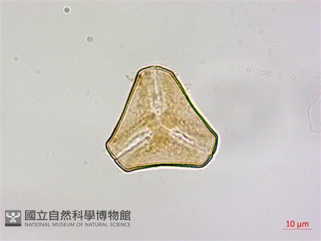 杜鵑桑寄生藏品圖，第3張