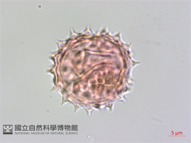 桃園馬蘭藏品圖，第3張