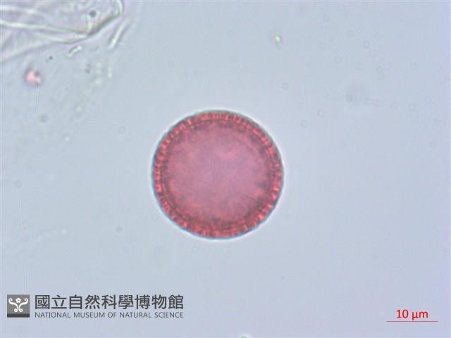 南嶺蕘花藏品圖，第3張