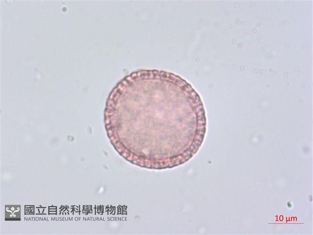 南嶺蕘花藏品圖，第3張