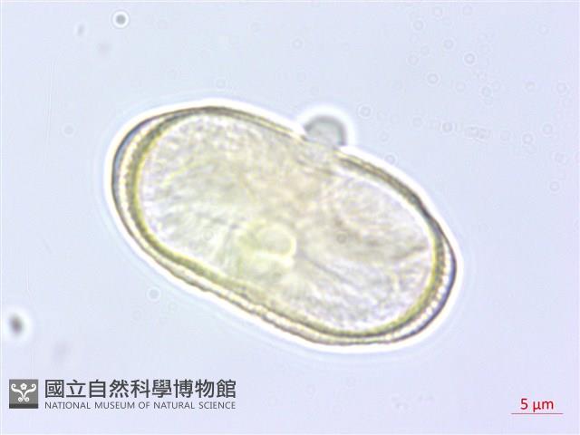 川滇蒿本藏品圖，第2張