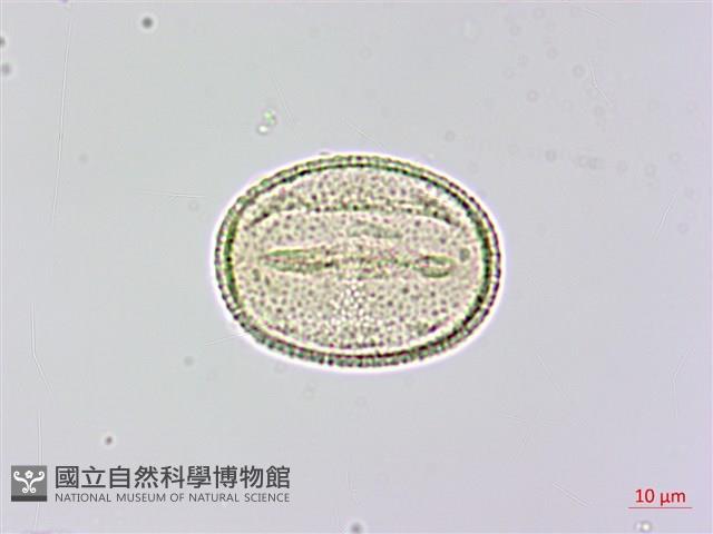 木荷藏品圖，第3張