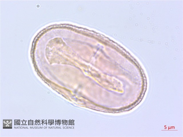 歸葉蒿本藏品圖，第2張