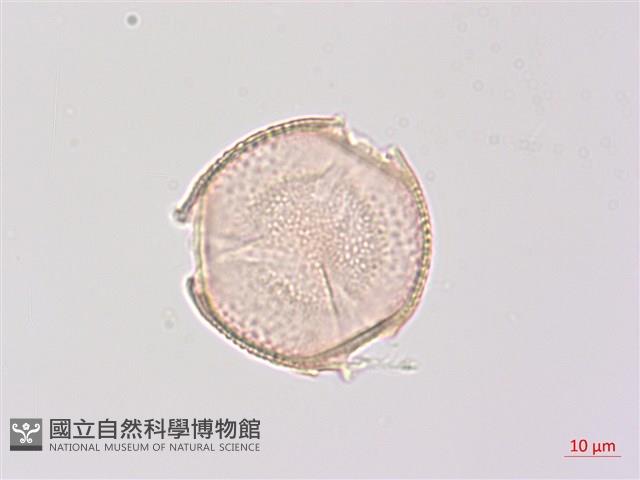 省沽油藏品圖，第2張
