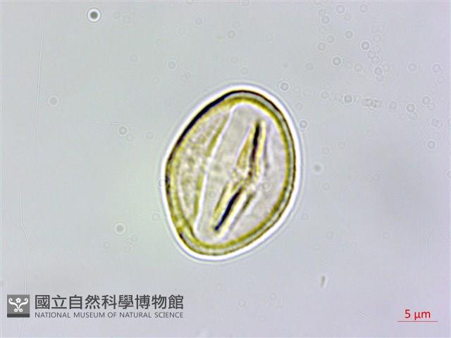 圓果青剛櫟藏品圖，第3張