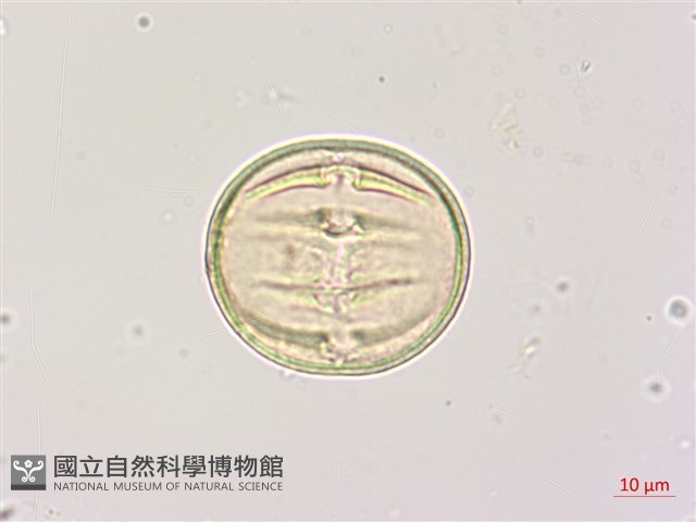 楝、苦楝藏品圖，第3張