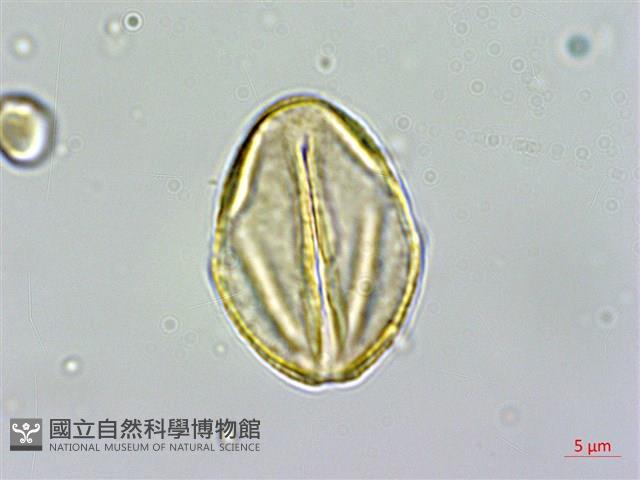 雙花金絲桃藏品圖，第2張