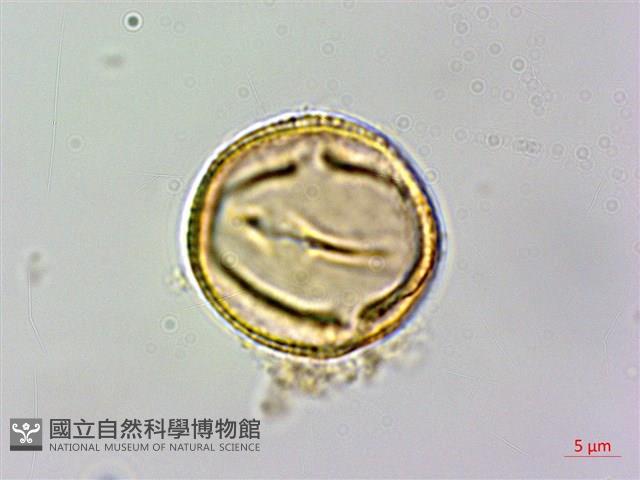 石苓舅藏品圖，第2張