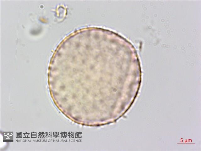 菝契藏品圖，第2張